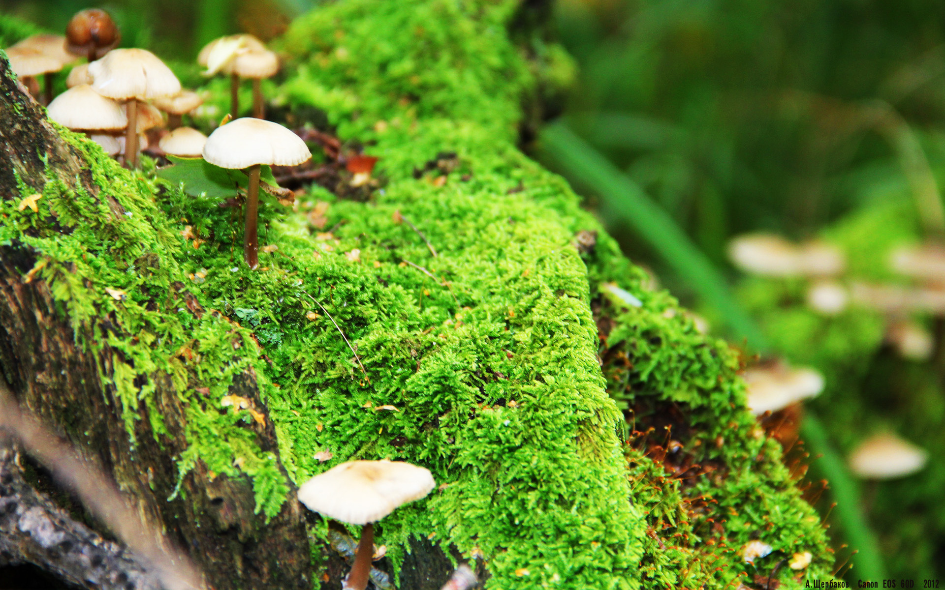 欧联之矛与银箭之心，当皇家社会攻克钢铁防线，穆勒在街道迷宫接管赛道