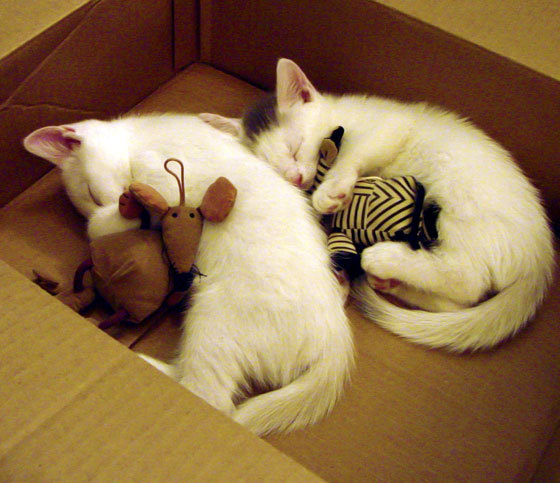 拉梅洛的舞台,当湖人的紫金浪潮吞噬热火