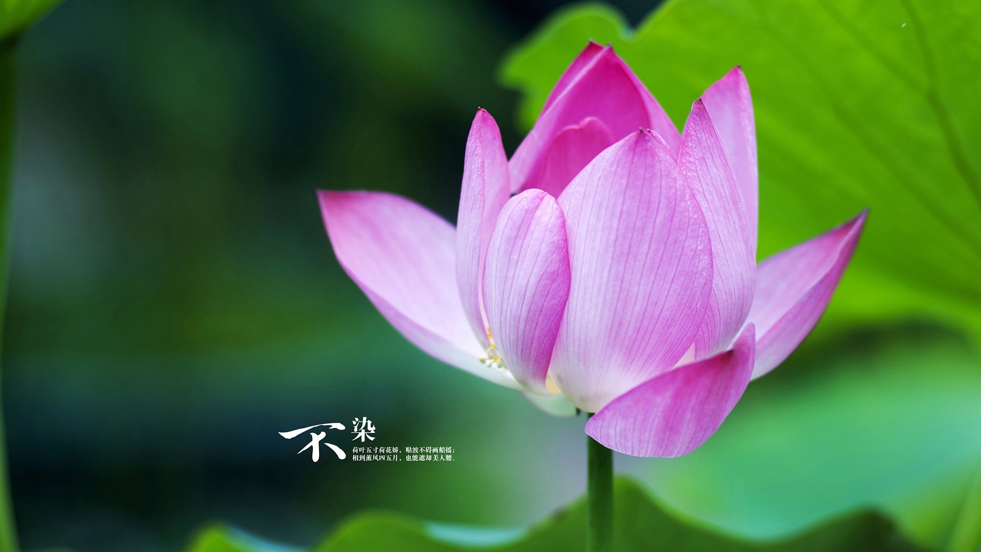 加克波帽子戏法闪耀友谊赛，国际米兰3-2险胜安哥拉国家队