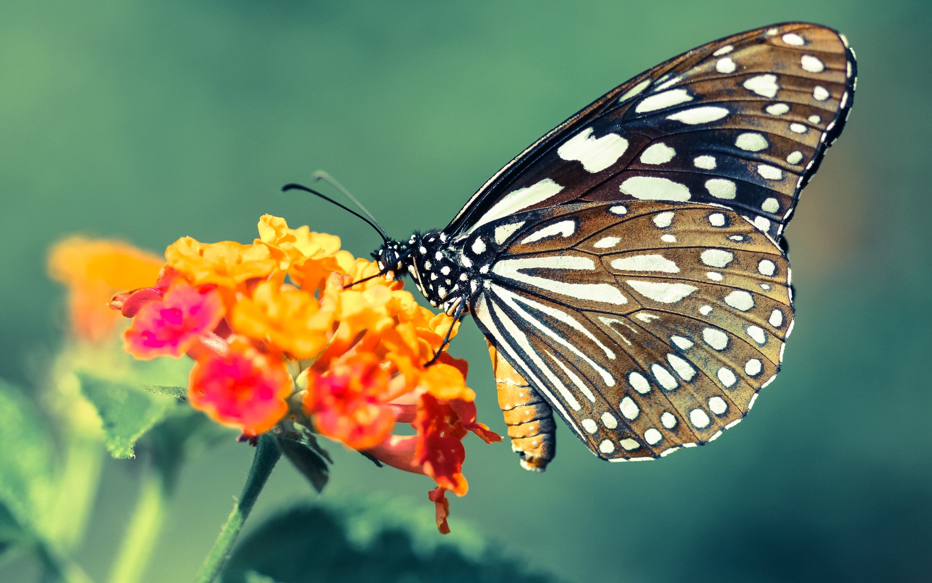 终极表演赛,C罗身着马赛战袍,末节狂飙主宰加拿大