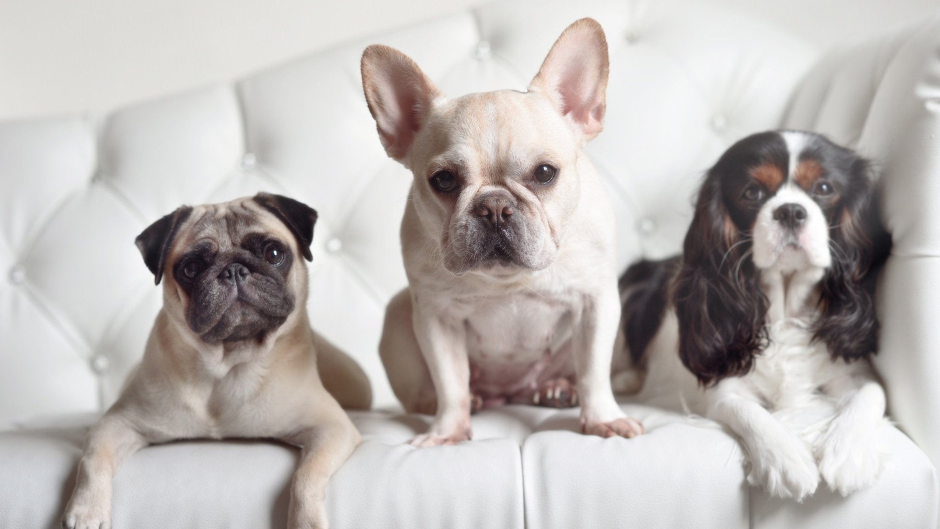 跨界巅峰战，莫兰特爆发引领勇士，提前终结山西队悬念