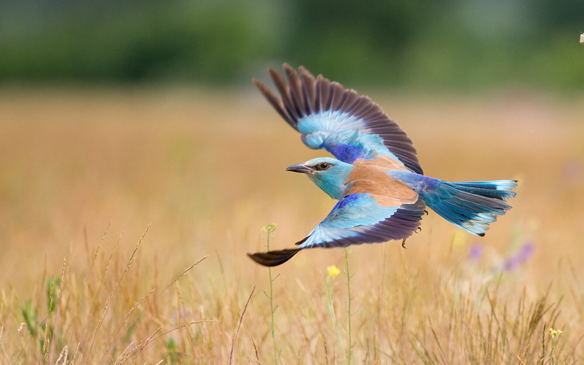 刀锋上的光，三笘薰末节接管，独挽西部沉沦之夜
