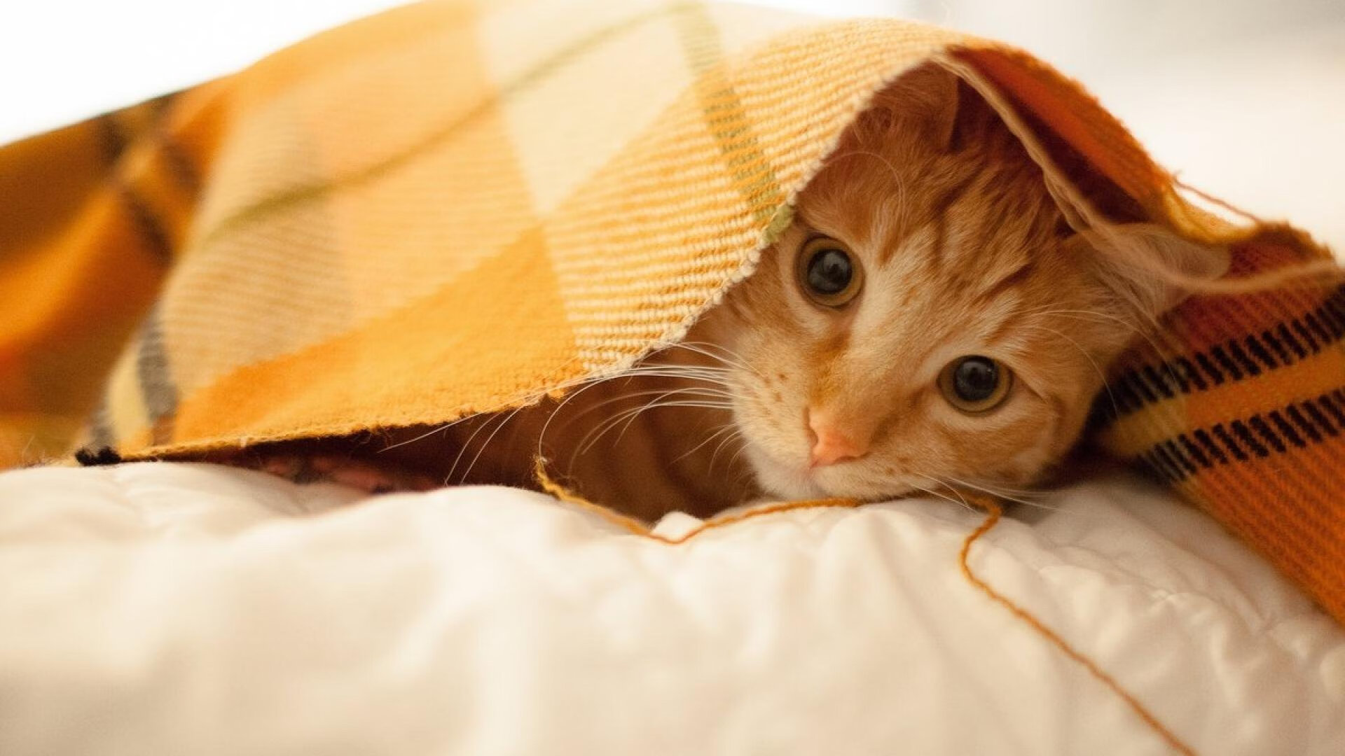 单节定乾坤，广厦三节风暴击溃吉林，压力之下保罗化身关键先生