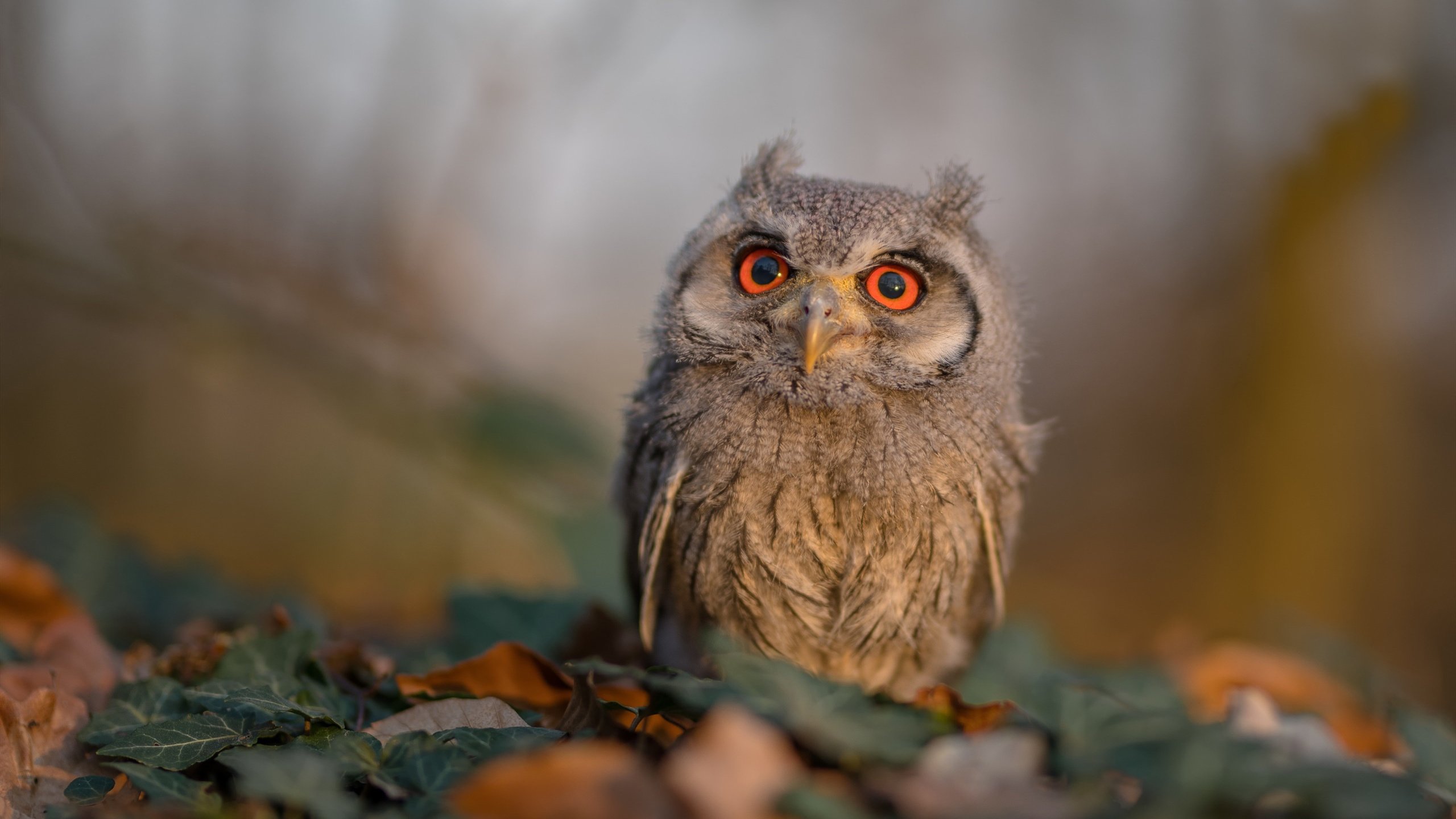 绝境双城记，当步行者的钢骨撞碎公牛，死神于凤凰城亮出无解镰刀