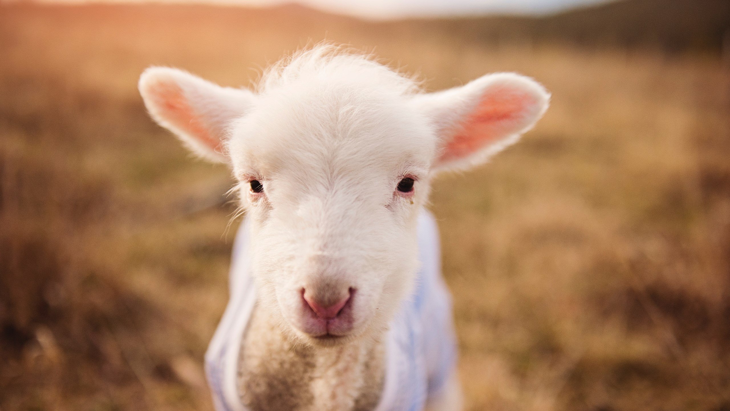 戈麦斯双响炮点燃激情之夜，马德里竞技友谊赛征服墨西哥赛场