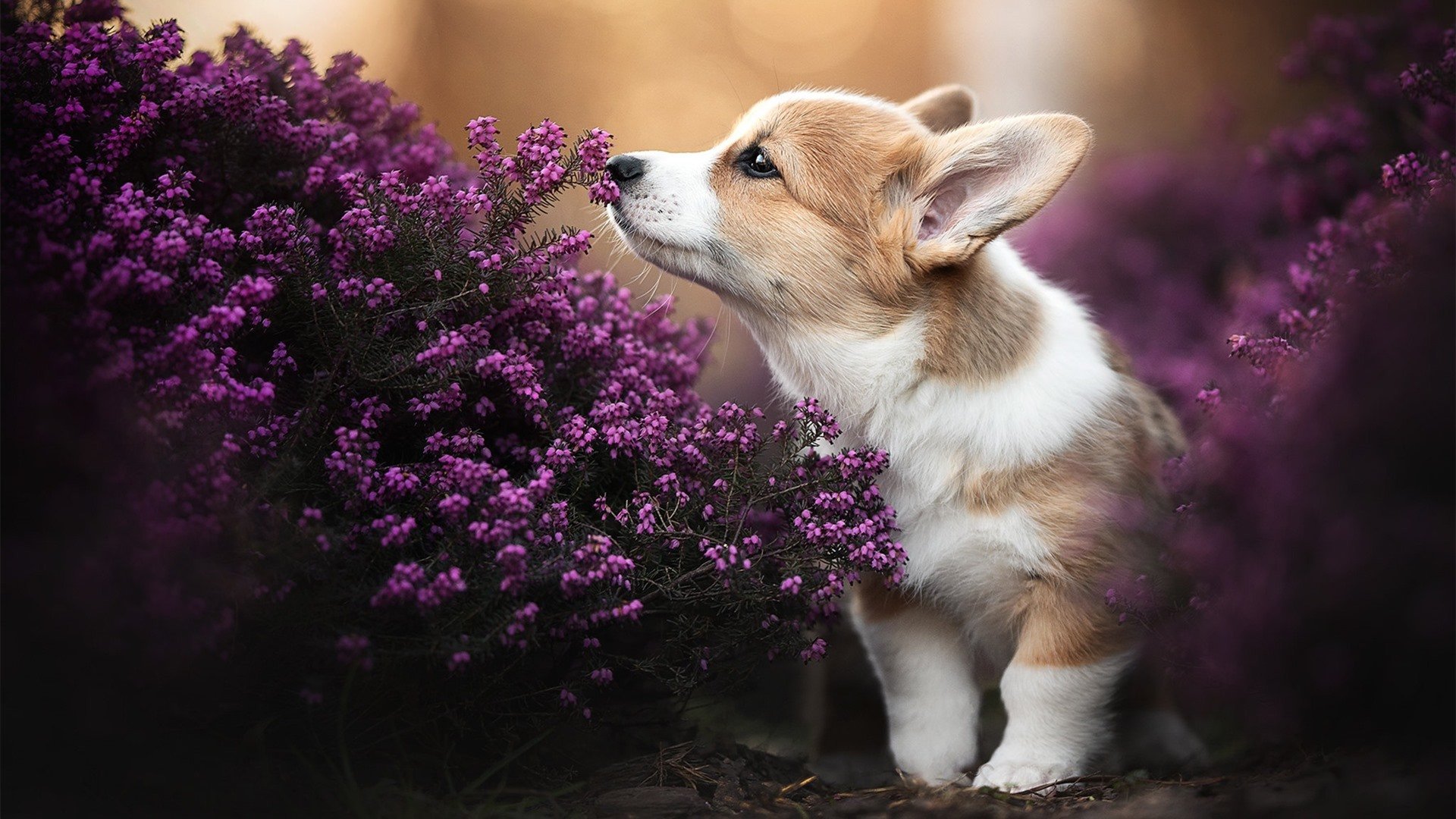 从马拉喀什到贝加莫,阿克一球成名,北非旋风席卷亚平宁