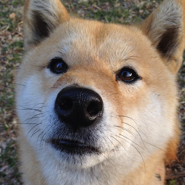 双星闪耀，当狼群的利齿遇见高原的惊雷