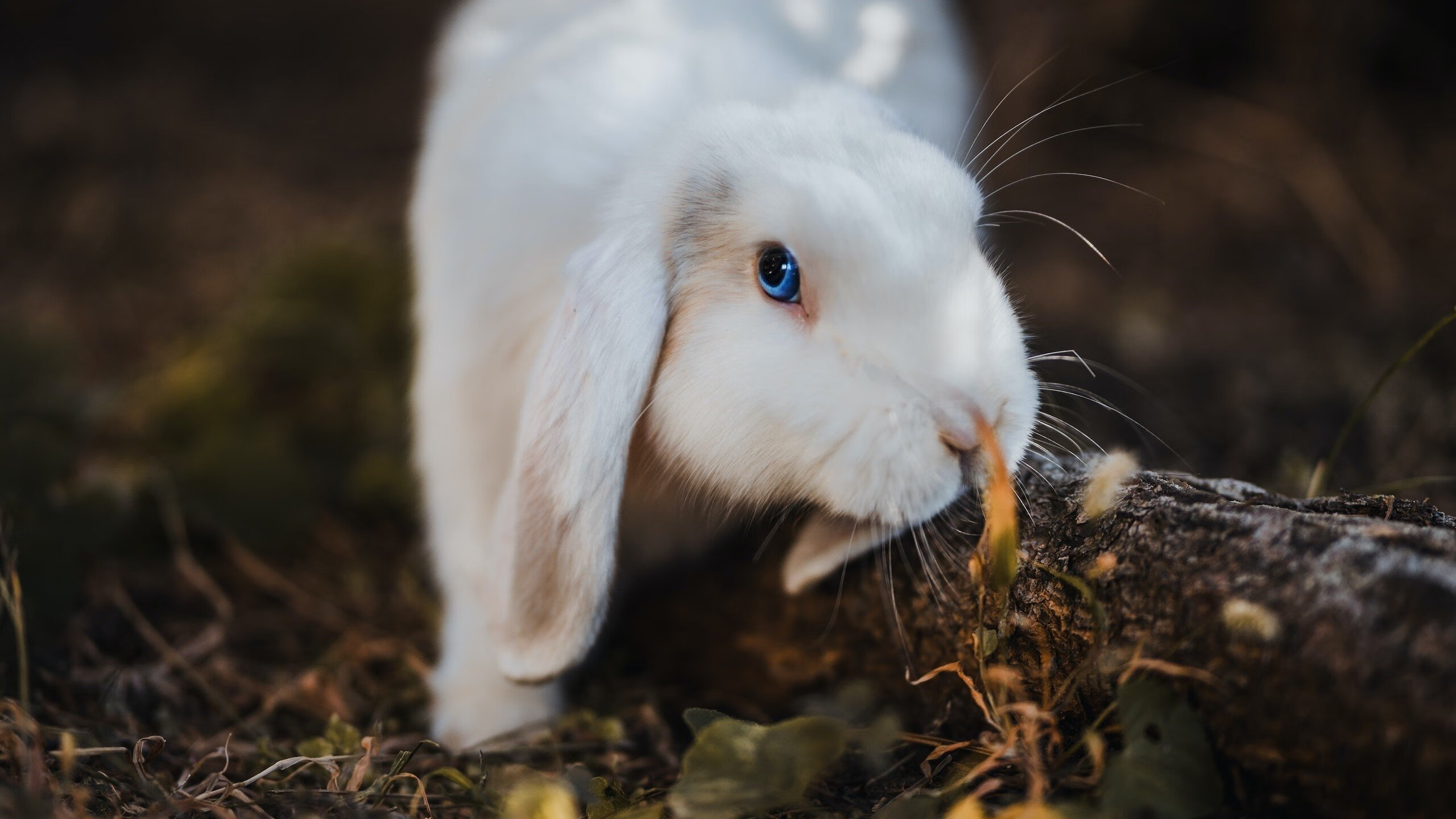 天神归位,一剑封喉,欧冠半决赛之夜,姆巴佩定义巨星价值