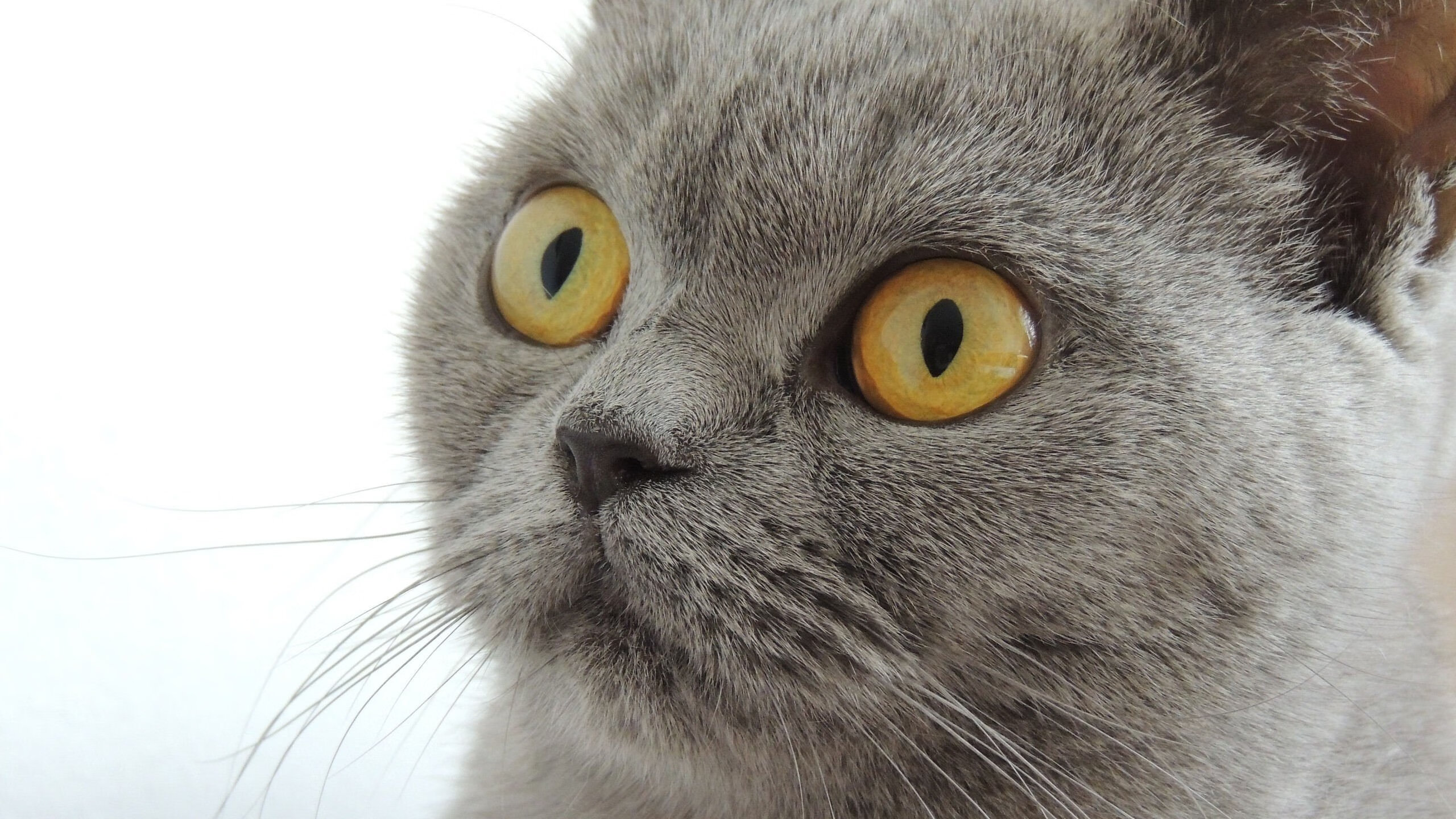 从克莱到掘金，教科书级表现的两种诠释