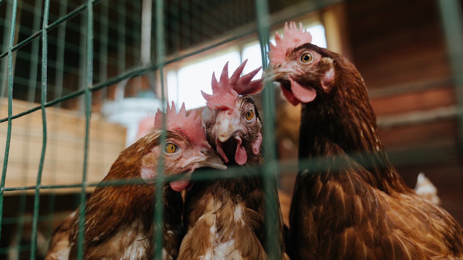 从克莱到掘金，教科书级表现的两种诠释