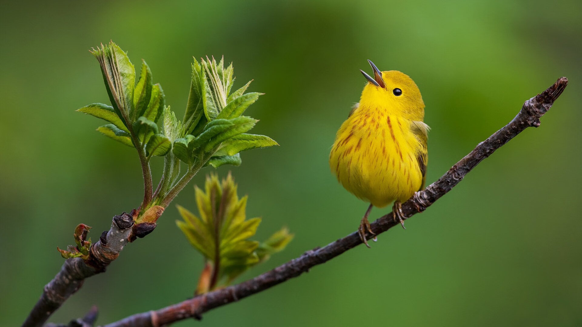 逆转之风中的王者权杖,杰伦·格林如何以一己之力重写国王与灰熊的终章