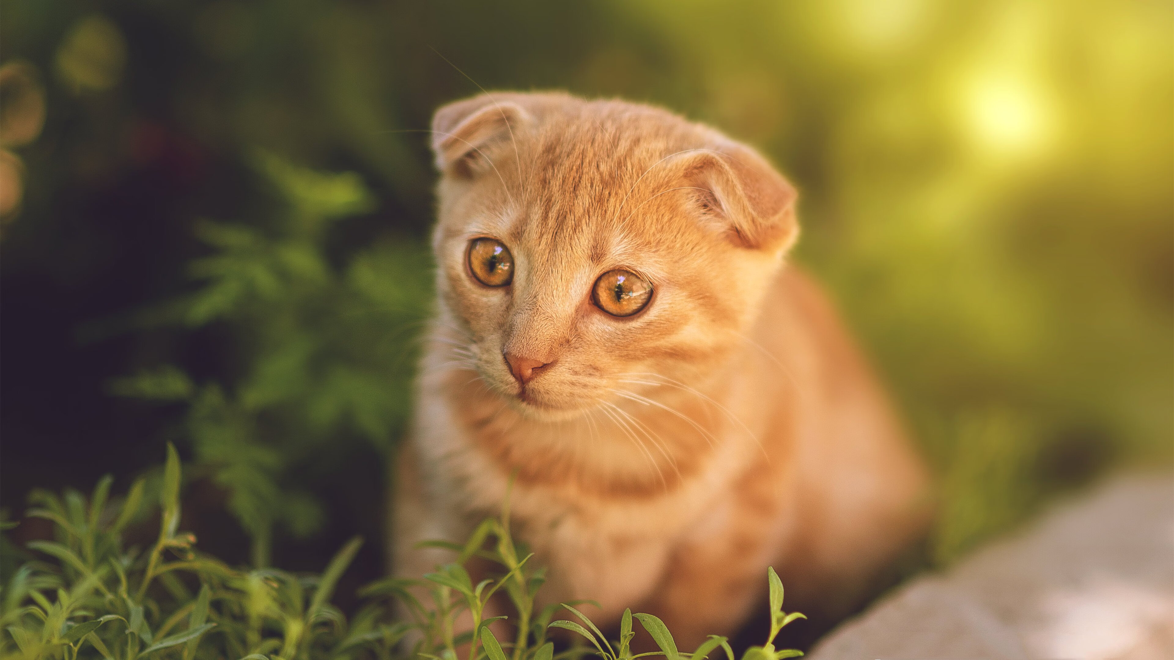 当欧冠决赛级爆冷降临CBA，深圳如何以弱胜强，复刻绿茵场奇迹？