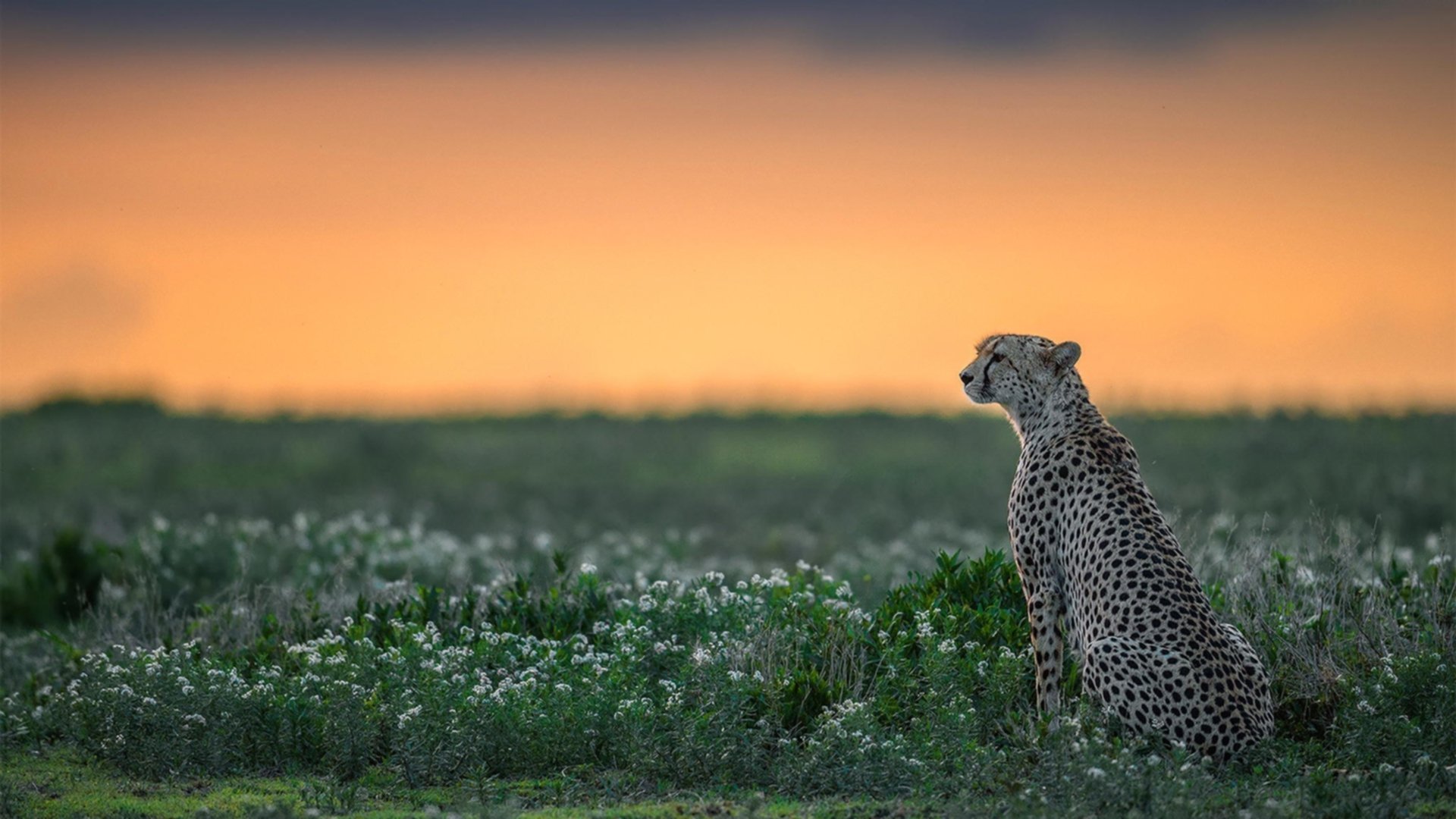 黑鹰展翅终结北境童话，格列兹曼—撬动终局的终极魔方