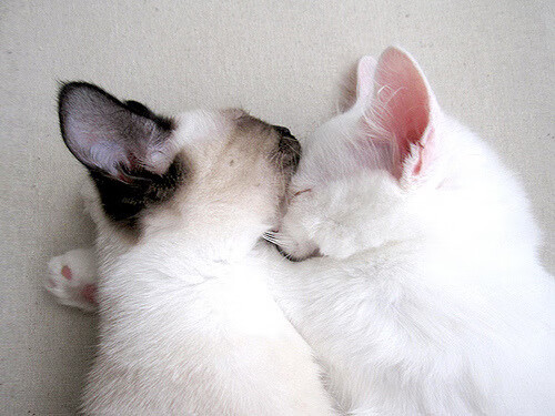 曼联绝杀勒沃库森，却输给了未来的奥斯梅恩