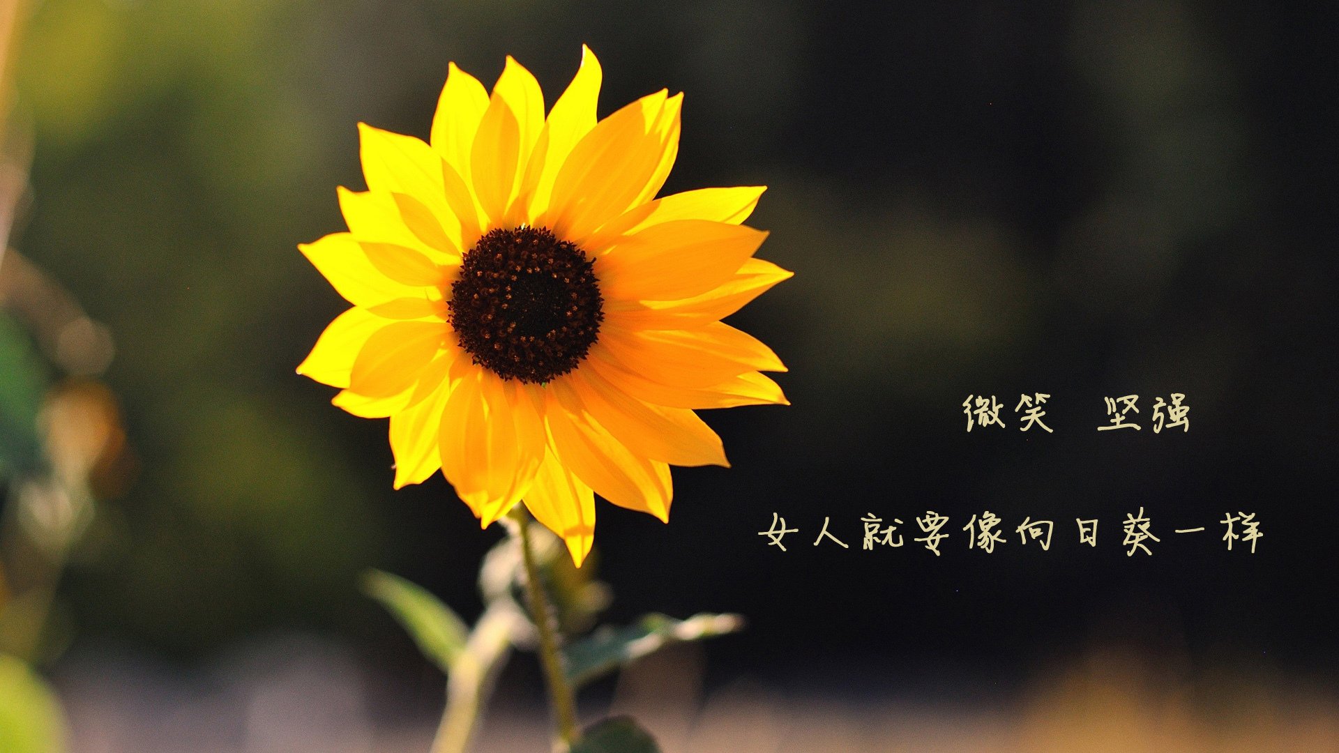 跨界压制，塞内加尔的足球智慧如何点燃卡瓦哈尔在NBA季后赛的传奇接管