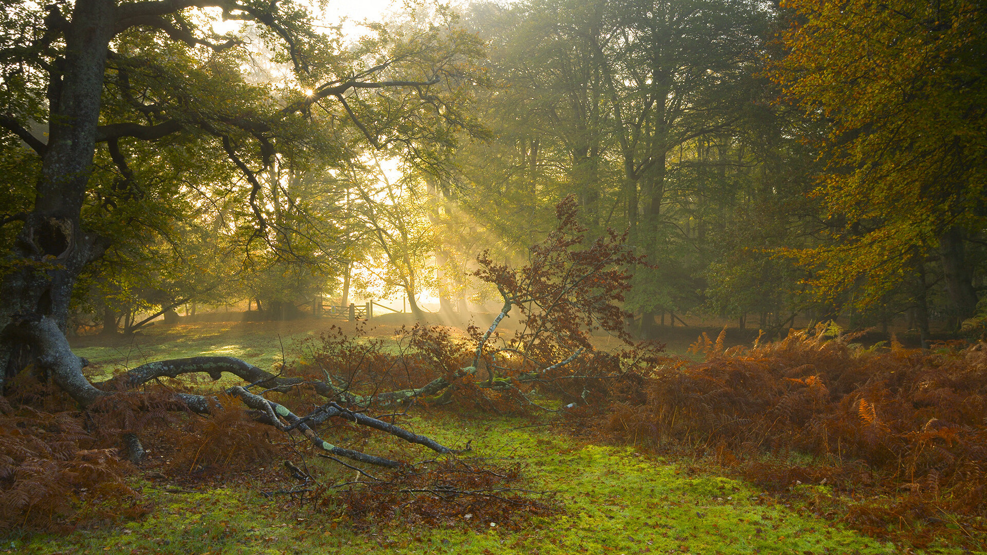 锁链与闪电，墨西哥封锁西班牙与罗德里戈的欧冠救赎之夜