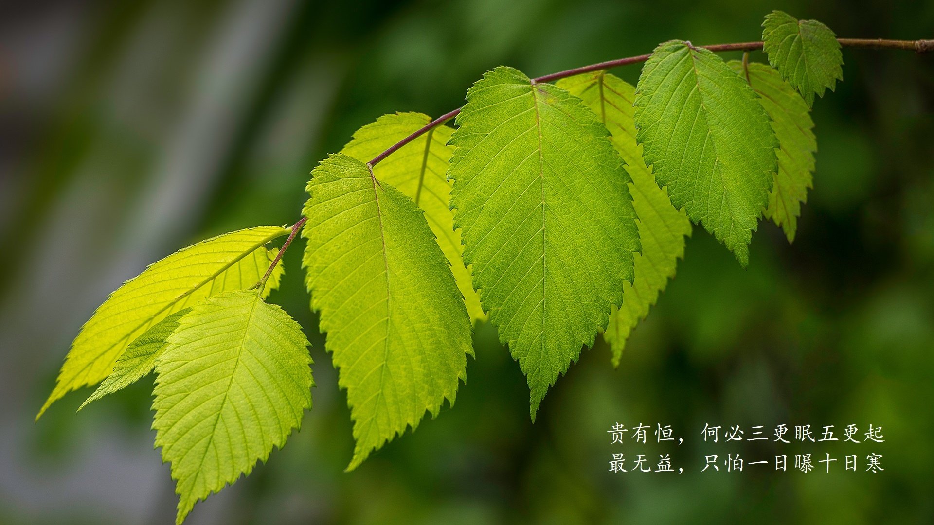 闪电突袭，迪亚斯导演世界杯H组生死战，比利时7分钟三弹击溃意大利防线